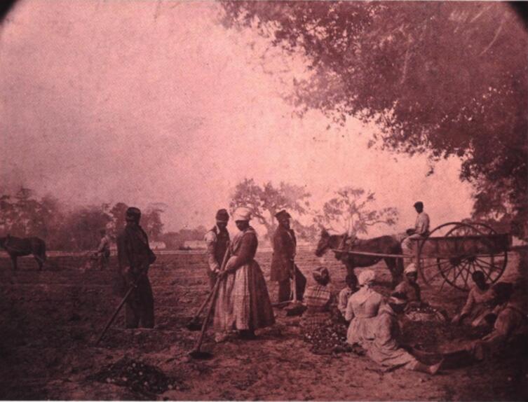 Рабы на плантации в Южной Каролине сажают батат, 1862 г.