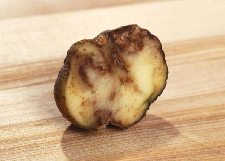 Пораженный фитофторой клубень картофеля в разрезе