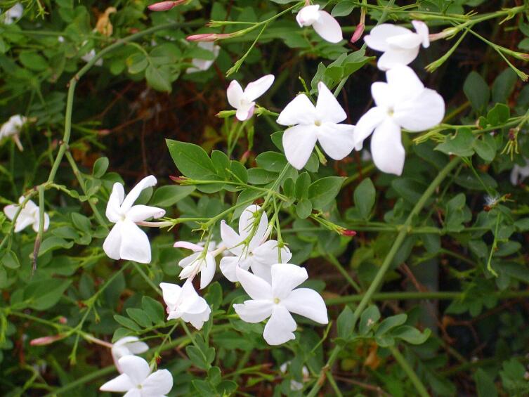 Цветущий Жасмин белый (Jasminum officinale), типовой вид рода