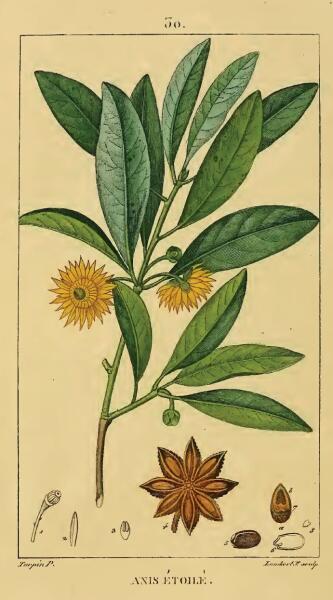 Ботаническая иллюстрация Пьера Тюрпена из первого тома книги Flore Medicale Франсуа-Пьера Шамито