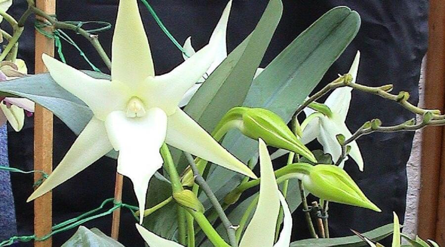 Орхидея Ангрекум полуторафутовый