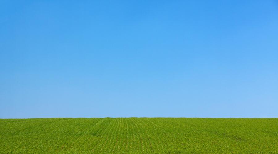 Особенности пшеницы в фазе конец кущения – начало трубкования. Защита и питание