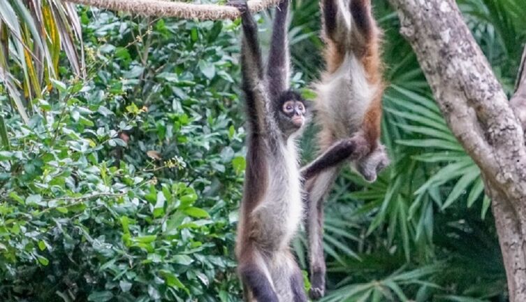 Как лечатся инверсионной терапией?