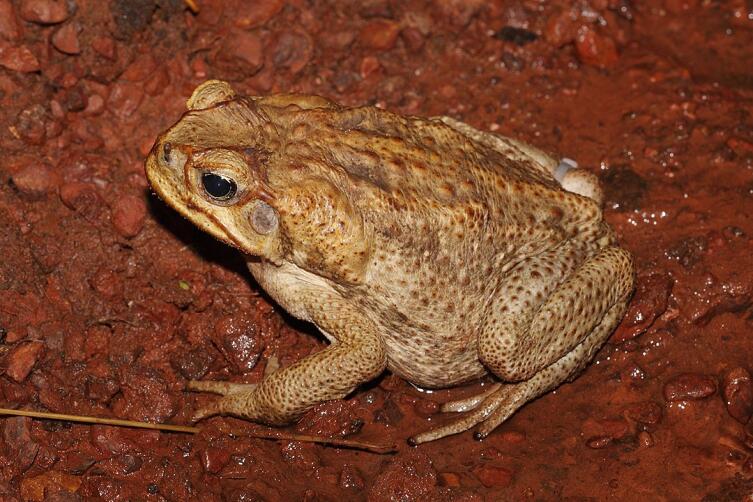 Взрослая самка жаба-ага