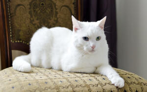 Как защитить диван от кошачьих когтей?