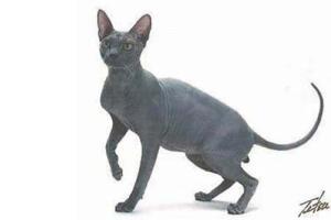Рассмотрите фотографию кошки породы петерболд. Сфинкс (порода кошек). Лысая кошка порода. Петерболд в образе египетской Богини. Сфинкс Петерболд иллюстрация.