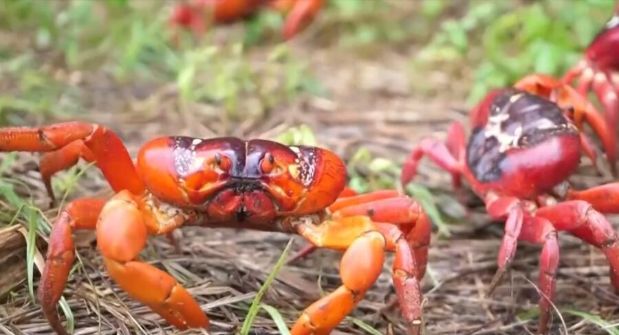 Остров Рождества, или Зачем крабам космодром?