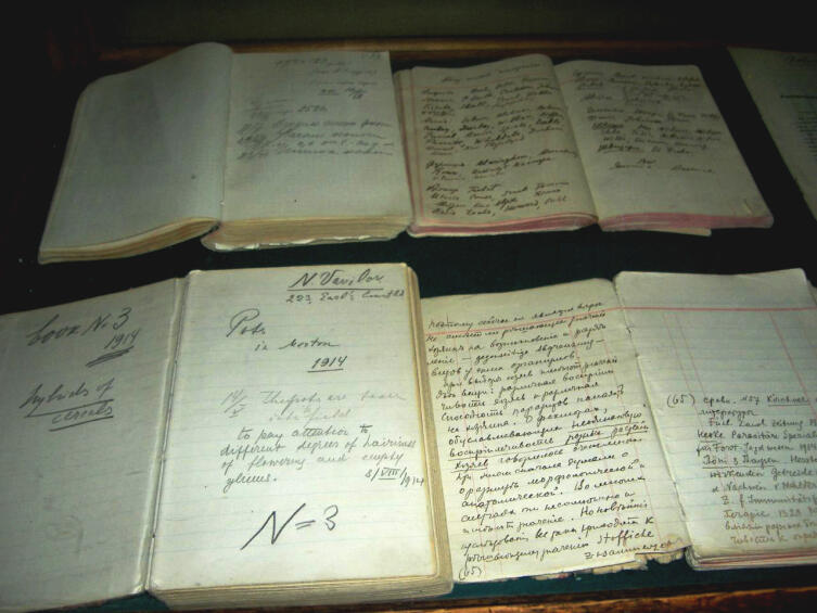 Рукописи Николая Вавилова. На нижней левой тетради видна дата — 8 августа 1914 года. Из собрания Всероссийского института растениеводства имени Н. И. Вавилова Рукописи Николая Вавилова. На нижней левой тетради видна дата — 8 августа 1914 года. Из собрания Всероссийского института растениеводства имени Н. И. Вавилова