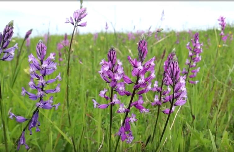 Что за растения истоды?