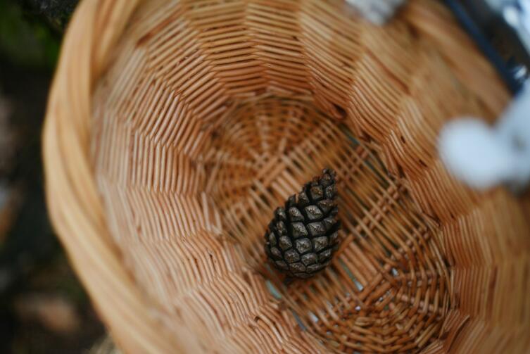 Как сплести корзинку из веток ивы? Как сплести корзинку из веток ивы?