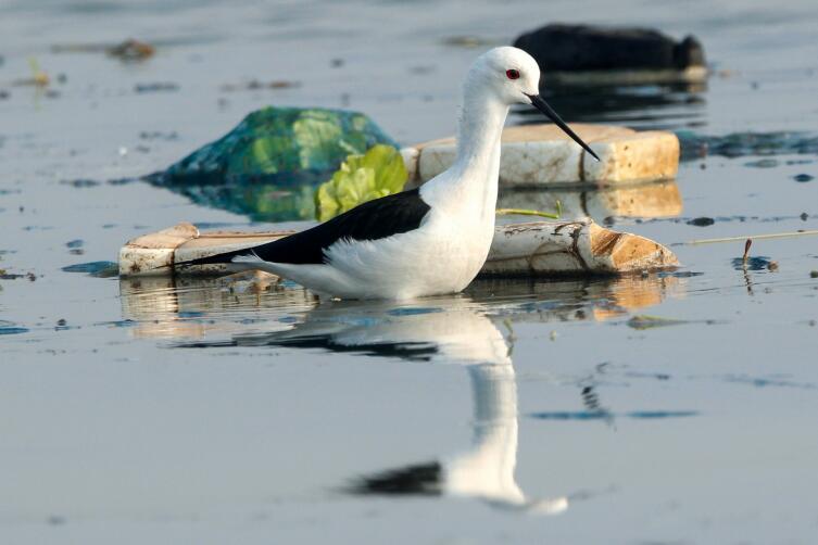 Как не потерять здоровье, спасая окружающую среду от мусора?