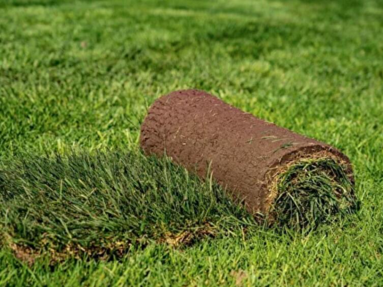 Как выбрать и уложить рулонный газон, чтобы не пожалеть через год