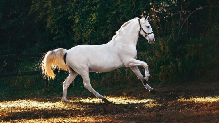 Как ходят животные?