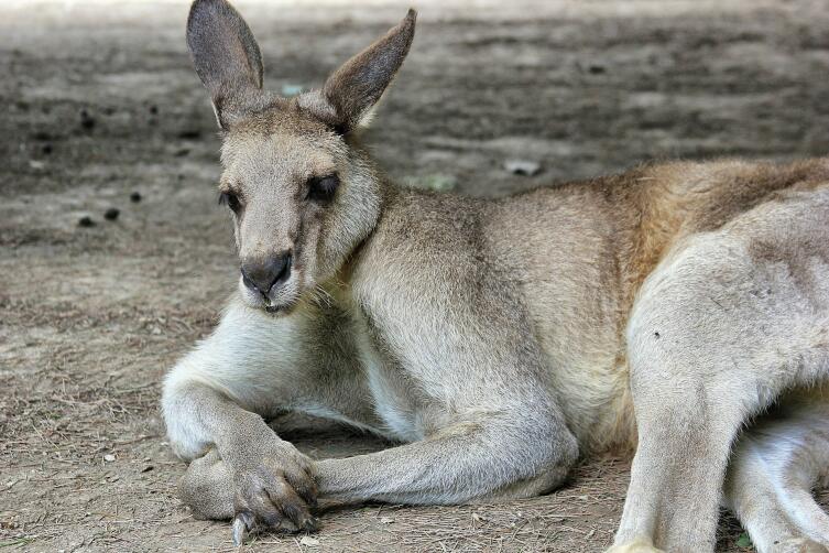 Кенгуру: почему с ними лучше не связываться?