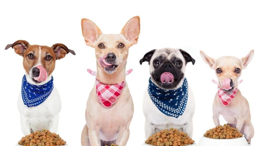 Зоо магазин: что важно знать при выборе и покупке товаров?