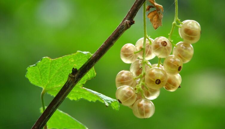 Что приготовить из смородины?