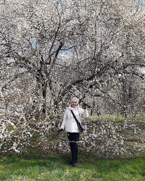 6 апреля 2025 года в Калининграде цвела слива. Очень красиво. Ничуть не хуже сакуры