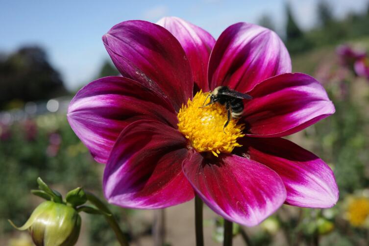 Как георгины завоевали сердце человека? Как георгины завоевали сердце человека?