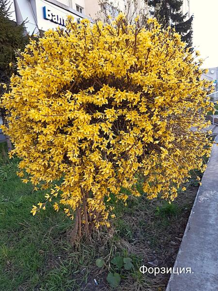 Форзиция. Этот кустарник ценится ландшафтными дизайнерами за раннее, обильное цветение