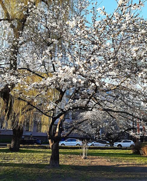 Одно из самых романтичных растений нашей молодости. Магнолия…