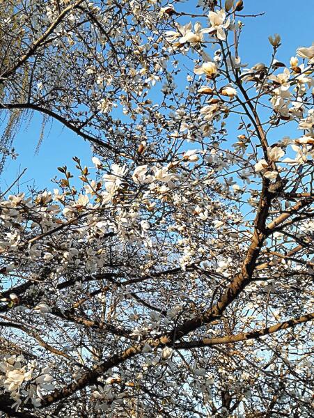 Белые, широко раскрытые цветки обычной магнолии достигают в диаметре 10 см и считаются одними из самых крупных среди растений