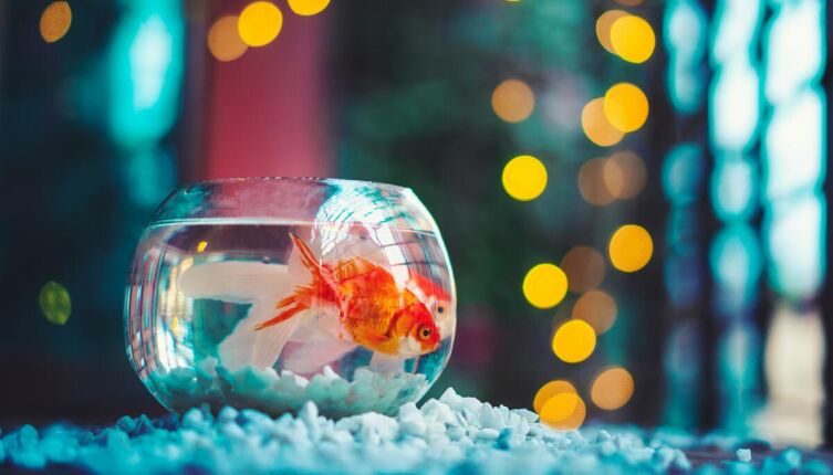 Безопасная аквариумистика. Как правильно содержать аквариум?