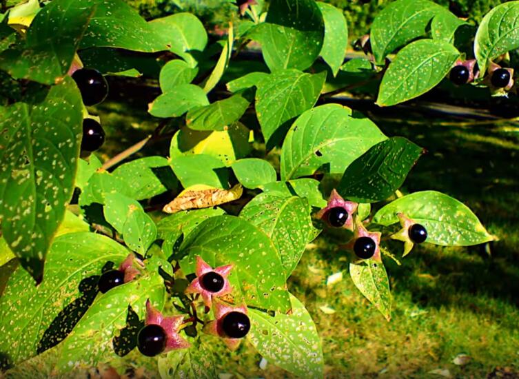 Белладонна: такая ли уж прекрасная эта дама?