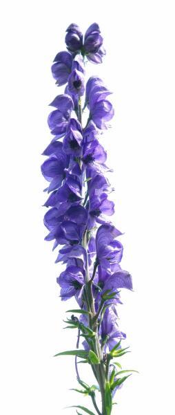 Ядовитые растения. Чем опасен аконит?