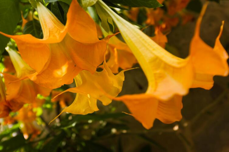 Ядовитые растения. Чем манит к себе великолепная бругмансия? Ядовитые растения. Чем манит к себе великолепная бругмансия?