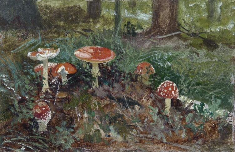 Мухомор: в чём его притягательная сила?
