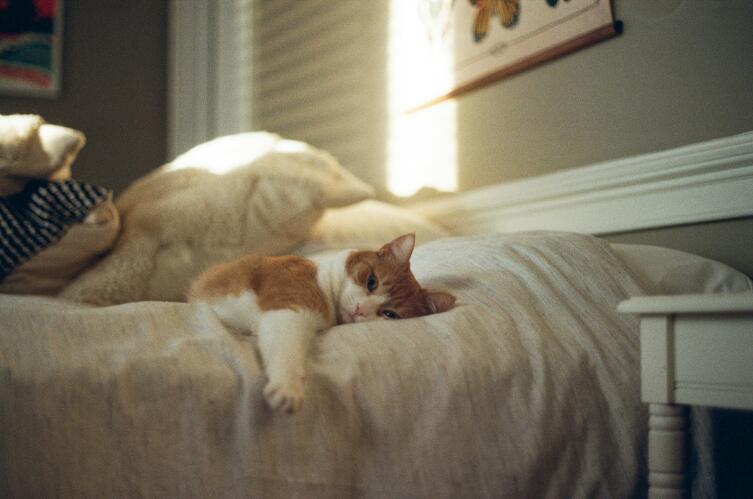 На что обращать внимание, если кошка спит с вами в одной постели?