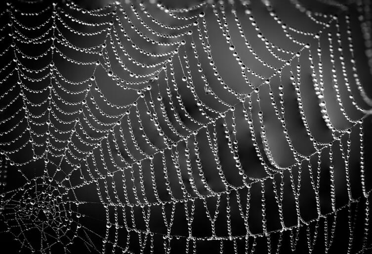 Как паук создает свою паутину?