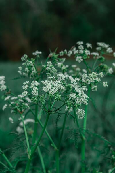 Ядовитые растения. Чем опасен безобидный с виду болиголов?