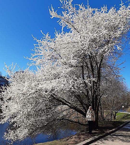 Каждое утро мы обязательно останавливались у цветущей сакуры