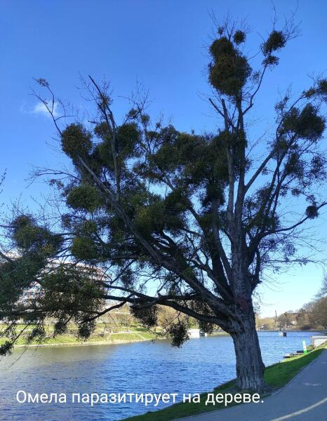 На ветках совсем не птичьи гнезда