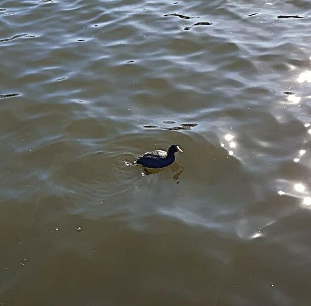 Удивила интересная птичка с белым клювом и белой лысиной на лбу