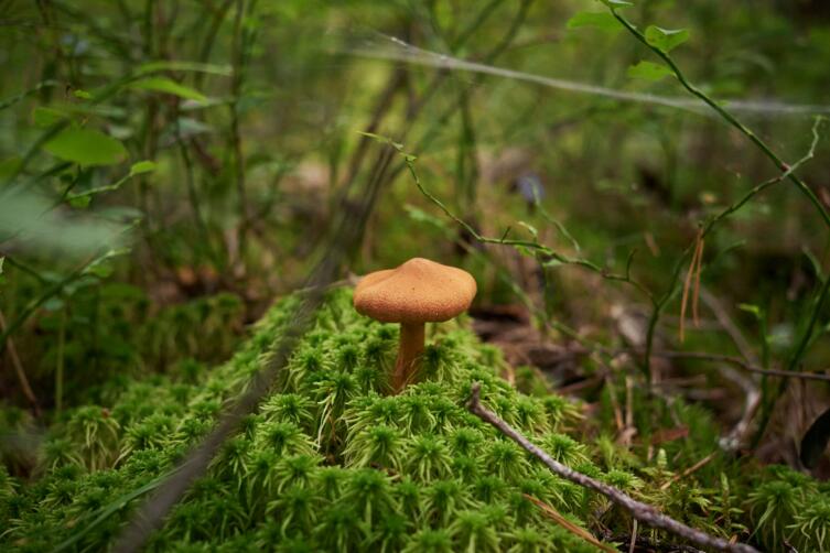 Секреты болот: почему они нас пугают и как спасают?