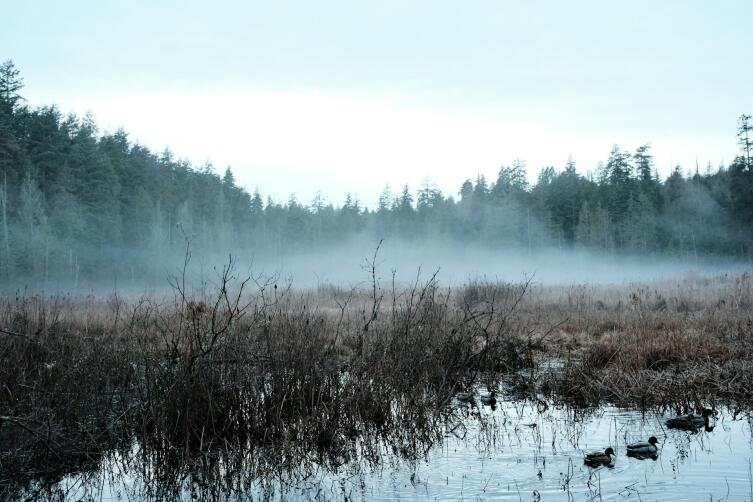 Секреты болот: почему они нас пугают и как спасают?