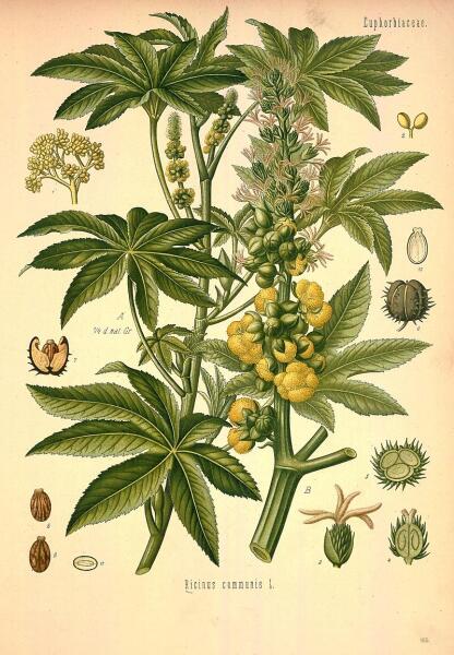 Ботаническая иллюстрация из книги Köhler’s Medizinal-Pflanzen, 1887 г. Ботаническая иллюстрация из книги Köhler’s Medizinal-Pflanzen, 1887 г.