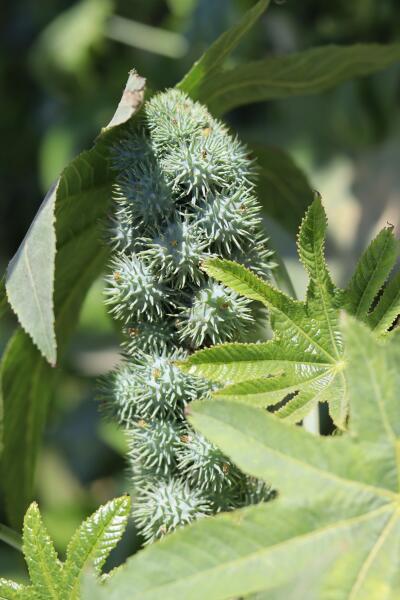 Ядовитые растения. В чем коварство клещевины? Ядовитые растения. В чем коварство клещевины?