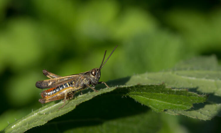 Как кормить ящерицу?