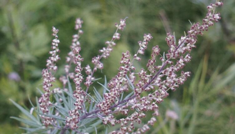 Полынь обыкновенная