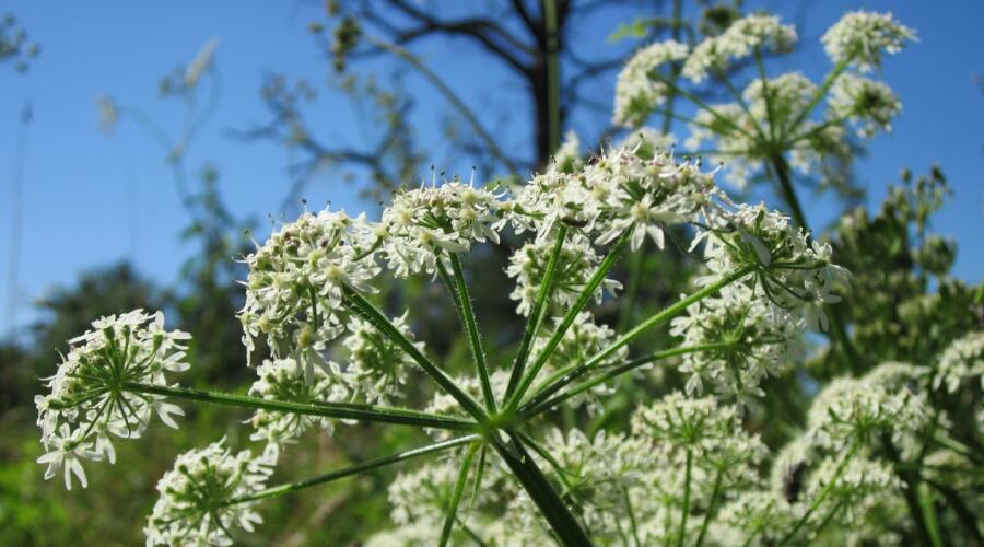 Опасная трава под окнами: почему борщевик нельзя оставлять без внимания?