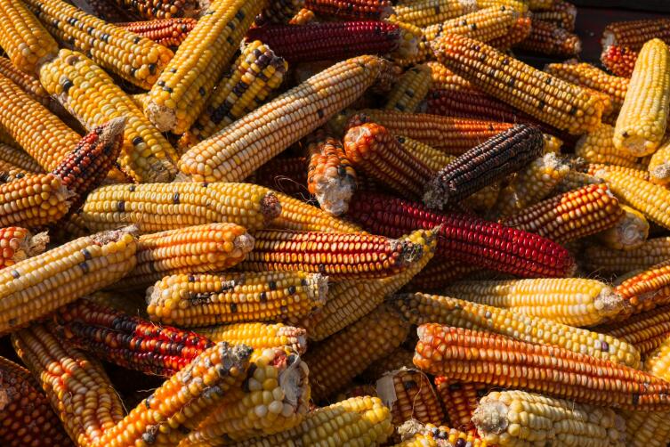 Царица полей – кукуруза. Что мы о ней знаем?