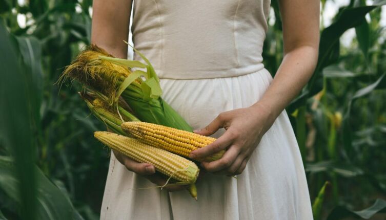 День кукурузы: когда его празднуют?