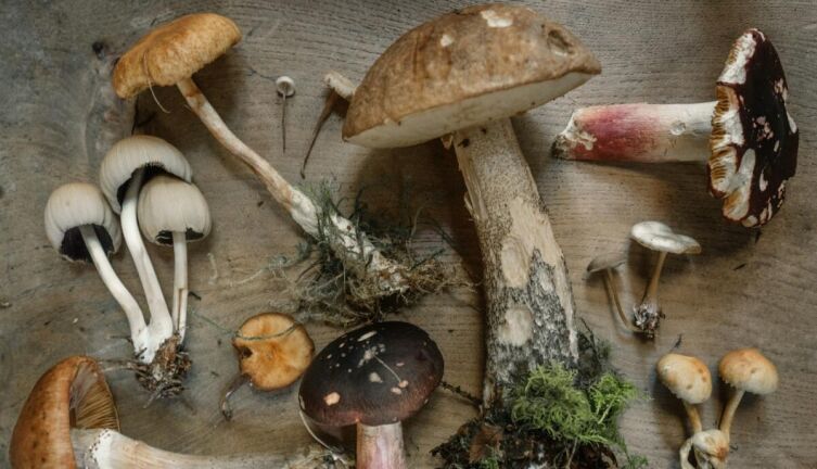 Как «правильно» есть грибы и зачем их измельчать?
