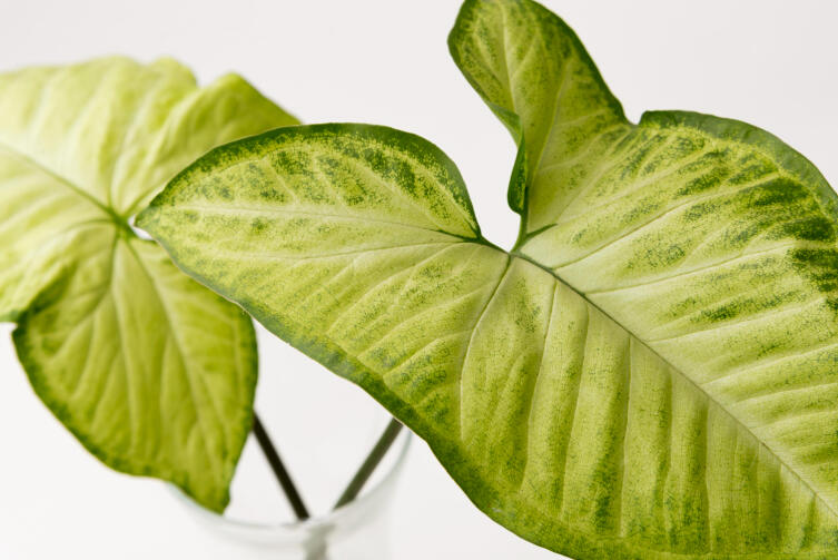 Розовый сингониум: какое растение придаст интерьеру нежности?