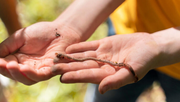 Подземный мир: как живет дождевой червяк?