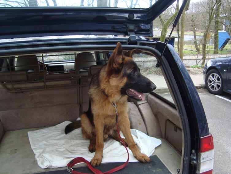 Бывают ли животные невезучими? История собаки по имени Ришар