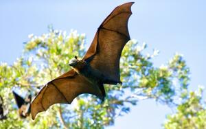 Что мы знаем о
летучих мышах?